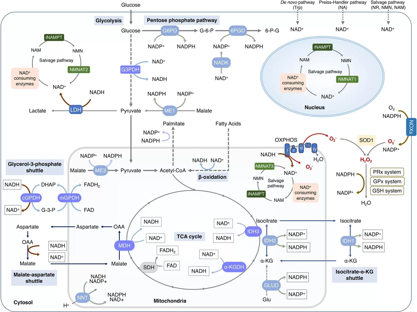 Subcellular equilibrium of NAD+